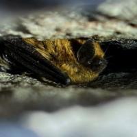 Eastern small-footed bat roosting in a rock crevice.