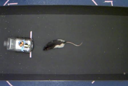 A mouse is shown in a box