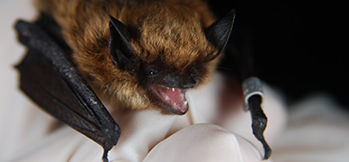 A closeup of an eastern small-footed bat being studied and tracked by researchers